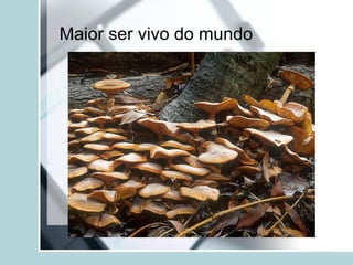 Maior ser vivo do mundo
 