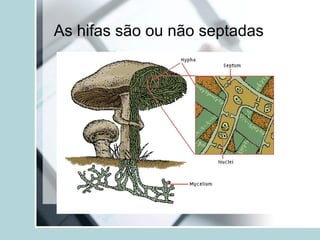 As hifas são ou não septadas
 