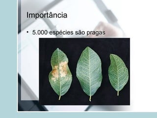 Importância
• 5.000 espécies são pragas
 