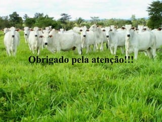 Obrigado pela atenção!!!
 