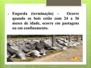 - Engorda (terminação) – Ocorre
quando os bois estão com 24 a 36
meses de idade, ocorre em pastagens
ou em confinamento.
 