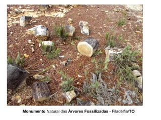 Monumento Natural das Árvores Fossilizadas - Filadélfia/TO
 