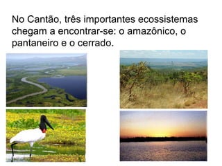 No Cantão, três importantes ecossistemas
chegam a encontrar-se: o amazônico, o
pantaneiro e o cerrado.
 