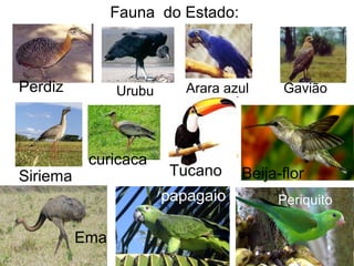 Fauna do Estado:
GaviãoArara azulUrubuPerdiz
curicaca
Tucano Beija-florSiriema
Ema
papagaio Periquito
 