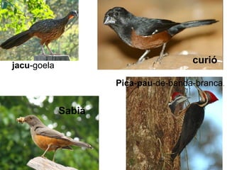 jacu-goela
curió
Pica-pau-de-banda-branca.
Sabiá
 