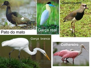 Quero-quero
Garça real
Garça branca
Colhereiro
Pato do mato
 