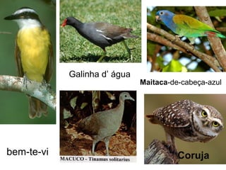 bem-te-vi
Maitaca-de-cabeça-azul
Coruja
Galinha d’ água
 