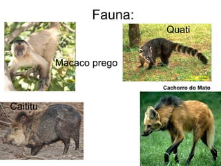 Fauna:
Quati
Caititu
Macaco prego
Cachorro do Mato
 