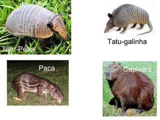Tatu-Peba
Tatu-galinha
Paca Capivara
 