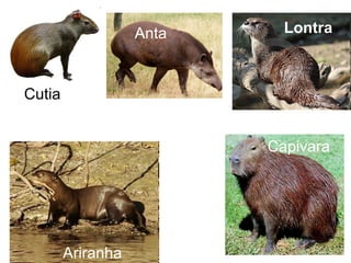 Cutia
Anta
Tamanduá-mirim
Onça parda
Lontra
Capivara
Ariranha
 