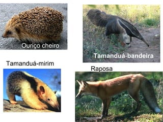 Tamanduá-mirim
Tamanduá-bandeira
Ouriço cheiro
Raposa
 