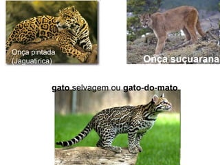 Onça pintada
(Jaguatirica) Onça suçuarana
gato selvagem ou gato-do-mato
 