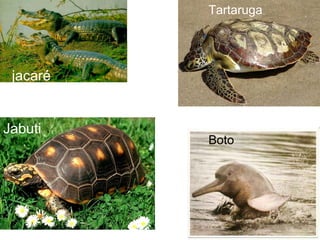 jacaré
Jabuti
jacaré
Tartaruga
Boto
 