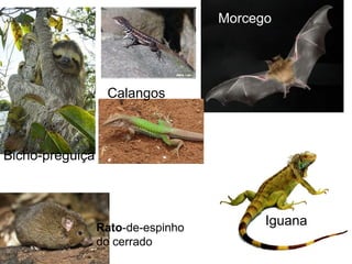Iguana
Bicho-preguiça
Morcego
Rato-de-espinho
do cerrado
Calangos
 