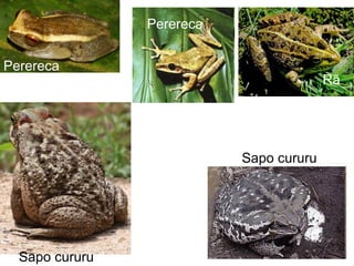 Morcego
Rã
Perereca
Rã
Perereca
Sapo cururu
Sapo cururu
 