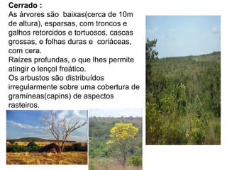 Cerrado :
As árvores são baixas(cerca de 10m
de altura), esparsas, com troncos e
galhos retorcidos e tortuosos, cascas
grossas, e folhas duras e coriáceas,
com cera.
Raízes profundas, o que lhes permite
atingir o lençol freático.
Os arbustos são distribuídos
irregularmente sobre uma cobertura de
gramíneas(capins) de aspectos
rasteiros.
 