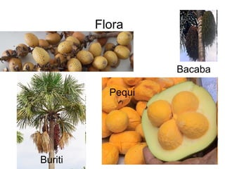 Flora
Buriti
Pequi
Bacaba
 