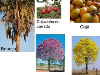 Babaçu
Cajuzinho do
cerrado Cajá
 