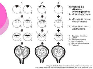 Formação de
Gêmeos
Monozigóticos:
1. Dois blastocistos
2. Divisão da massa
celular interna
2. Divisão do disco
embrionário
A – Cavidade Amniótica
C - Córion
E - Disco Embrionário
G – Saco vitelínico
M – Massa celular interna
P – Placenta
Imagem: BEIGUELMAN, Bernardo. Estudo de Gêmeos. Disponível em
<http://www.desvirtual.com/bbeiguel/ebook.htm> Acessado em 26 de agosto de 2009.
 