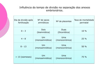 Influência do tempo de divisão na separação dos anexos
embrionários.
Dia da divisão após
fertilização
Nº de sacos
amnióticos
Nº de placentas
Taxa de mortalidade
perinatal
0 - 3
Dois
(biamniótica)
Duas
(Dicoriótica)
10 %
4 - 8
Um
(monoamniótica)
Uma
(monocoriónica)
25 %
8 - 13
Um
(monoamniótica)
Uma
(monocoriónica)
50 %
> 13 (siameses)
Um
(monoamniótica)
Uma
(monocoriónica)
75 %
 