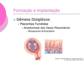 Formação e Implantação
 Gêmeos Dizigóticos
 Placentas Fundidas
 Anastomose dos Vasos Placentários
 Moisacismo Eritrocitário
Imagens: VAN DE GRAAF, K.M. Anatomia Humana. 6.
ed. São Paulo: Manole, 2003. 840 p.
 