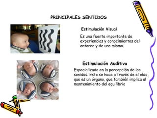 PRINCIPALES SENTIDOS

            Estimulación Visual
           Es una fuente importante de
           experiencias y conocimientos del
           entorno y de uno mismo.



            Estimulación Auditiva
        Especializado en la percepción de los
        sonidos. Esto se hace a través de el oído,
        que es un órgano, que también implica al
        mantenimiento del equilibrio
 