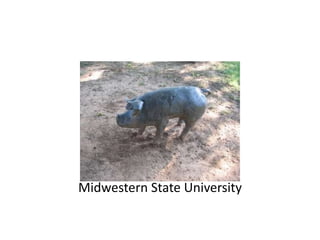 Midwestern State University
 