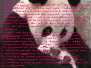 Nacimiento y crianza.La gestación del embrión (que puede pesar entre 90 y 130 g, lo que representa 1/900 parte del peso de la madre) dura, en promedio, 135 días. Normalmente nacen una o dos crías, si se diera el segundo caso, la madre optará por continuar la crianza de sólo una de ellas (la que note con mayores probabilidades de sobrevivir). La cría rechazada es abandonada y muere. Este comportamiento, observado en varias especies, se da cuando le es imposible a la madre cuidar de varias crías, por lo que elige a la más apta (aún no se conoce cómo realiza la madre esta selección, pero está siendo estudiado por los científicos).Al nacer la cría es ciega y su piel tiene una coloración rosada (producto de una reacción química entre la piel del recién nacido y la saliva de su madre), un mes después del nacimiento el panda adquirirá su tradicional pigmentación.La madre amamantará a su cría entre 6 y 14 veces por día por un lapso de 30 minutos cada vez. Solamente por tres o cuatro horas abandonará a su cría para procurarse alimento, durante este tiempo la cría queda indefensa. Aunque la cría de panda sea capaz de ingerir pequeñas cantidades de bambú desde los seis meses el destete se produce al año de vida.Por otra parte la cría comienza a andar (torpemente) a partir de los 75 días, desde entonces la madre lo estimulará jugando y luchando con ella.La cría vivirá con su madre (ya que el padre no toma parte de la crianza) hasta los dos años de vida. 