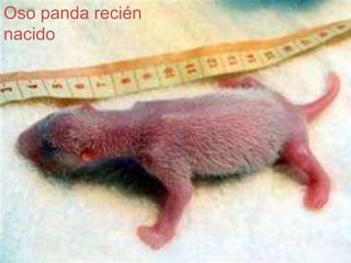 Oso panda recién nacido