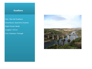 Guadiana Naix : Ojos del Guadiana Desemboca: Ayamonte (Huelva) Règim fluvial: Medio Longitud: 742 km Curs : Espanya i Portugal 