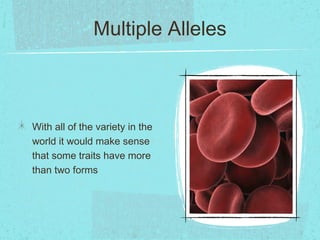 Multiple Alleles



With all of the variety in the
world it would make sense
that some traits have more
than two forms
 