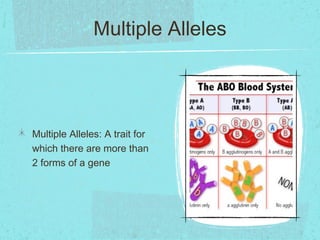 Multiple Alleles




Multiple Alleles: A trait for
which there are more than
2 forms of a gene
 