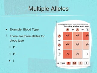 Multiple Alleles


•   Example: Blood Type

    There are three alleles for
    blood type

        IA

        IB

    •   i
 