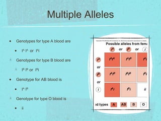 Multiple Alleles

•   Genotypes for type A blood are

    •   IA IA or IAi

    Genotypes for type B blood are

        IB IB or IBi

•   Genotype for AB blood is

    •   IA IB

    Genotype for type O blood is

    •   ii
 