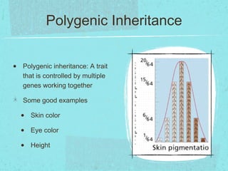 Polygenic Inheritance


•   Polygenic inheritance: A trait
    that is controlled by multiple
    genes working together

    Some good examples

    •   Skin color

    •   Eye color

    •   Height
 