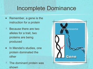 Incomplete Dominance
•   Remember, a gene is the
    instruction for a protein

    Because there are two
    alleles for a trait, two
    proteins are being
    produced

•   In Mendel’s studies, one
    protein dominated the
    other

    The dominant protein was
    shown
 