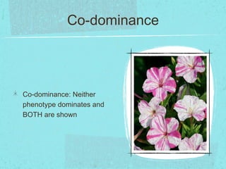 Co-dominance




Co-dominance: Neither
phenotype dominates and
BOTH are shown
 