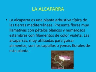LA ALCAPARRA
• La alcaparra es una planta arbustiva típica de
  las tierras mediterráneas. Presenta flores muy
  llamativas con pétalos blancos y numerosos
  estambres con filamentos de color violeta. Las
  alcaparras, muy utilizadas para guisar
  alimentos, son los capullos o yemas florales de
  esta planta.
 