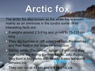 The arctic fox also known as the white fox is known
mainly as an omnivore in the tundra some other
interesting facts are:
 It weighs around 2.5-9 kg and grows to 75-115 cm
  long
 They dig burrows in cliff sides and bury themselves
  and their food in the snow for protection
 During winter (December, January, February) they
  hunt alone but during summer (June, July, August)
  they hunt in big packs with mostly males but some
  females too
 They can run at 48 km and will skid on ice
 