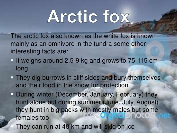 facts about the tundra