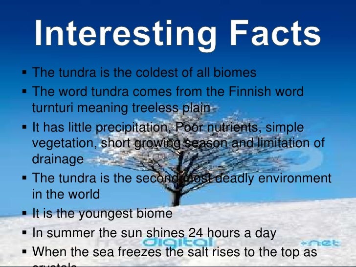 facts about the tundra