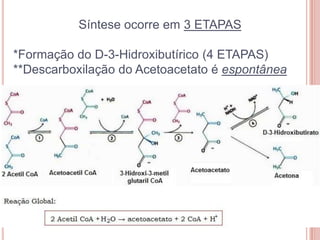 Síntese ocorre em 3 ETAPAS

*Formação do D-3-Hidroxibutírico (4 ETAPAS)
**Descarboxilação do Acetoacetato é espontânea
 