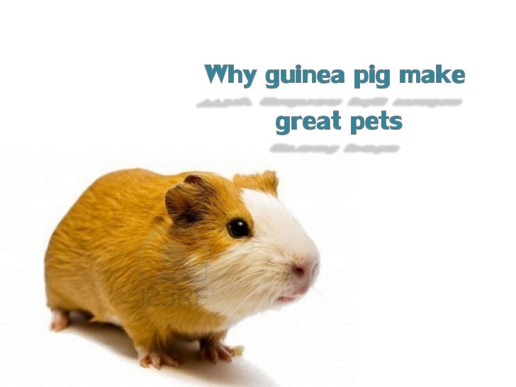Why Guinea Pigs Make Great Pets