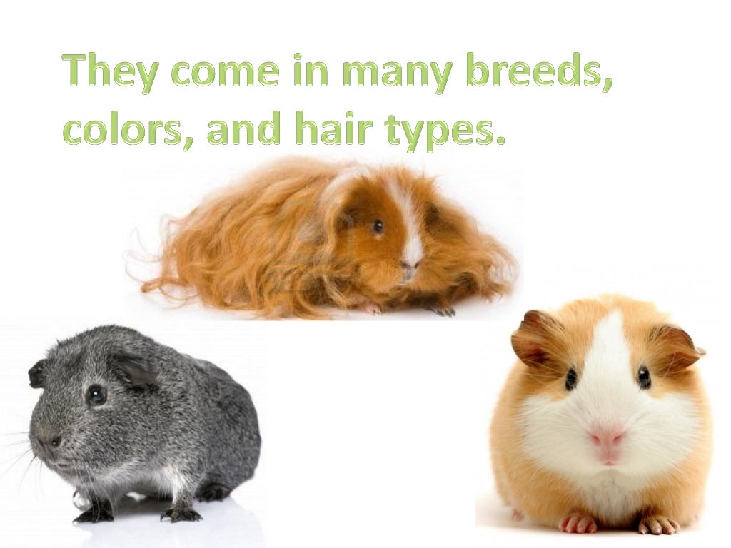 Why Guinea Pigs Make Great Pets