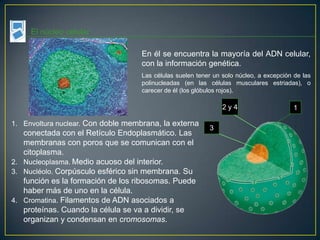El núcleo celular

                                    En él se encuentra la mayoría del ADN celular,
                                    con la información genética.
                                    Las células suelen tener un solo núcleo, a excepción de las
                                    polinucleadas (en las células musculares estriadas), o
                                    carecer de él (los glóbulos rojos).

                                                                2y4                      1

1. Envoltura nuclear. Con doble membrana, la externa
                                                           3
   conectada con el Retículo Endoplasmático. Las
   membranas con poros que se comunican con el
   citoplasma.
2. Nucleoplasma. Medio acuoso del interior.
3. Nucléolo. Corpúsculo esférico sin membrana. Su
   función es la formación de los ribosomas. Puede
   haber más de uno en la célula.
4. Cromatina. Filamentos de ADN asociados a
   proteínas. Cuando la célula se va a dividir, se
   organizan y condensan en cromosomas.
 