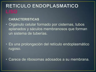 CARACTERISTICAS
• Orgánulo celular formado por cisternas, tubos
  aplanados y sáculos membranosos que forman
  un sistema de tuberías.

• Es una prolongación del retículo endoplasmático
  rugoso.

• Carece de ribosomas adosados a su membrana.
 