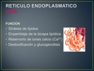 FUNCION
•   Síntesis de lípidos
•   Ensamblaje de la bicapa lipídica
•   Reservorio de iones calcio (Ca2+)
•   Destoxificación y glucogenolisis
 