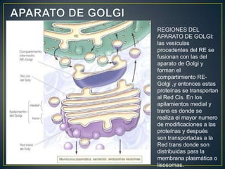 REGIONES DEL
APARATO DE GOLGI:
las vesículas
procedentes del RE se
fusionan con las del
aparato de Golgi y
forman el
compartimiento RE-
Golgi ,y entonces estas
proteínas se transportan
al Red Cis. En los
apilamientos medial y
trans es donde se
realiza el mayor numero
de modificaciones a las
proteínas y después
son transportadas a la
Red trans donde son
distribuidas para la
membrana plasmática o
lisosomas.
 