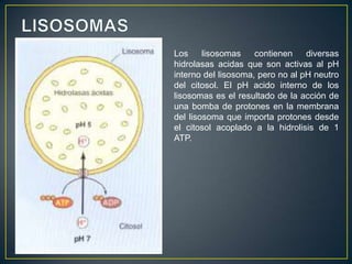 Los     lisosomas    contienen    diversas
hidrolasas acidas que son activas al pH
interno del lisosoma, pero no al pH neutro
del citosol. El pH acido interno de los
lisosomas es el resultado de la acción de
una bomba de protones en la membrana
del lisosoma que importa protones desde
el citosol acoplado a la hidrolisis de 1
ATP.
 
