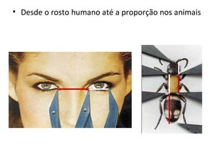 Desde o rosto humano até a proporção nos animais 
